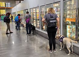 service dogs, 4 trainees, 1 trainer