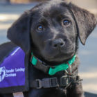 black lab puppy looks at the camera.