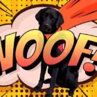 black Lab, superhero cape