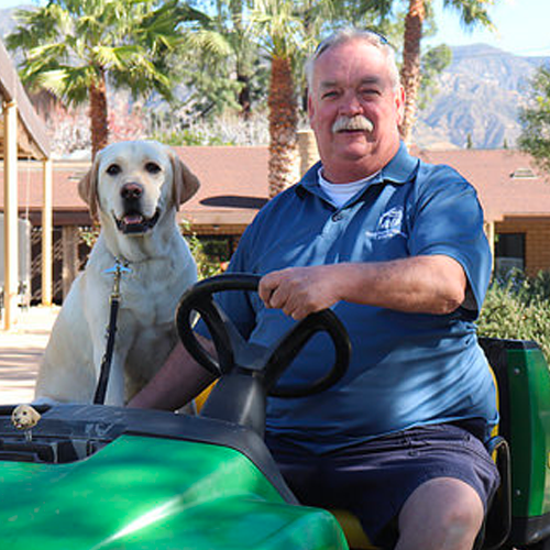 man, cart, yellow lab