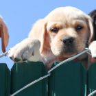 labs, puppies, fence