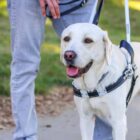 A yellow Lab guide dog stands next to someone