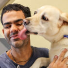 Derek crouches down and his yellow Lab guide dog, Serenity, jumps up for a kiss.