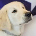 US Flag, golden retriever puppy