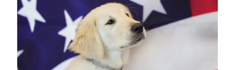 US Flag, golden retriever puppy
