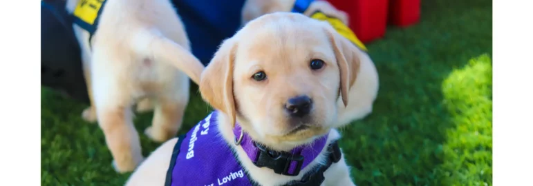 “Service Dogs Lead the Way to Hope!
