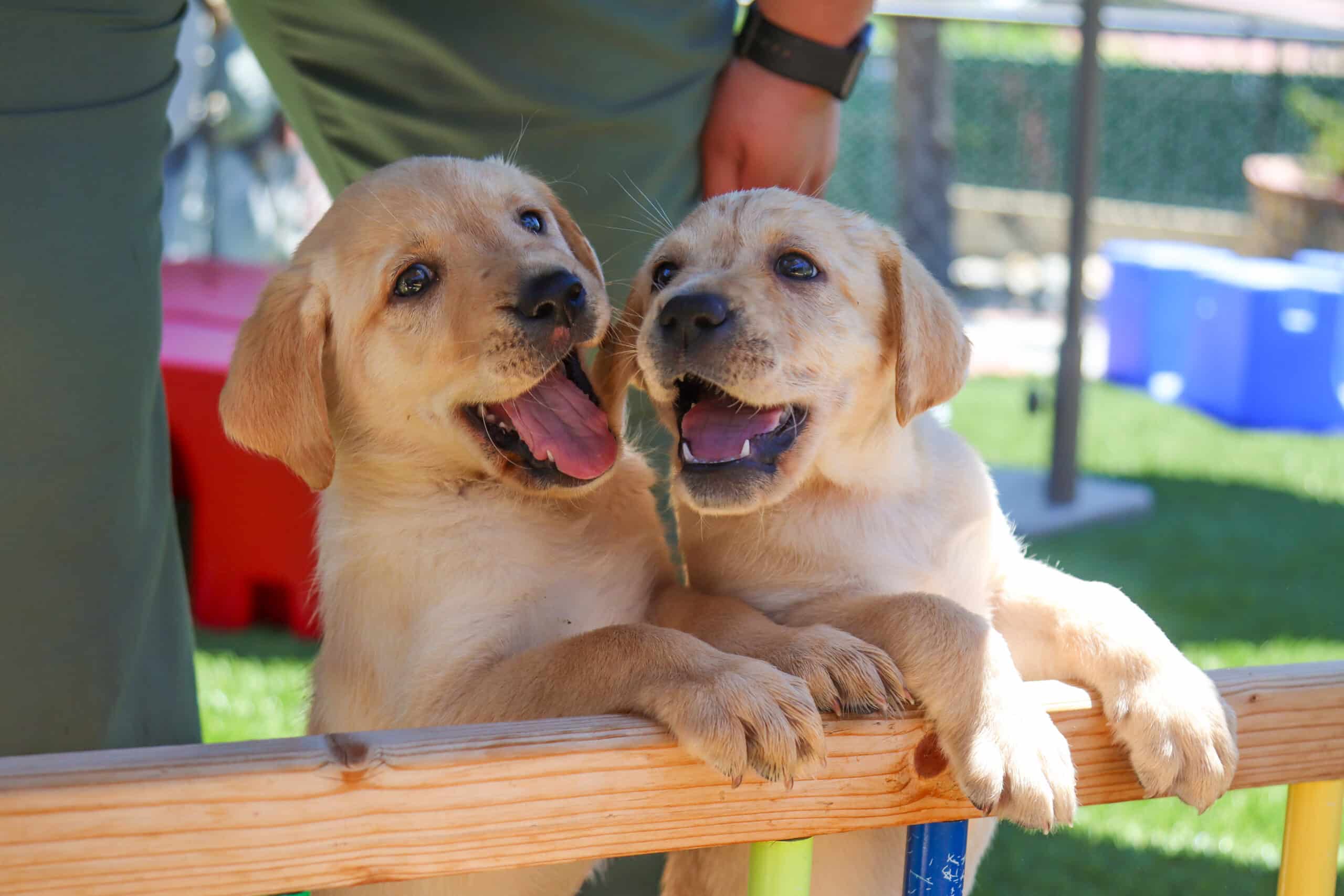 Two yellow labrador puppies