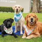 3 dogs, wearing bandanas, blanket, lawn,