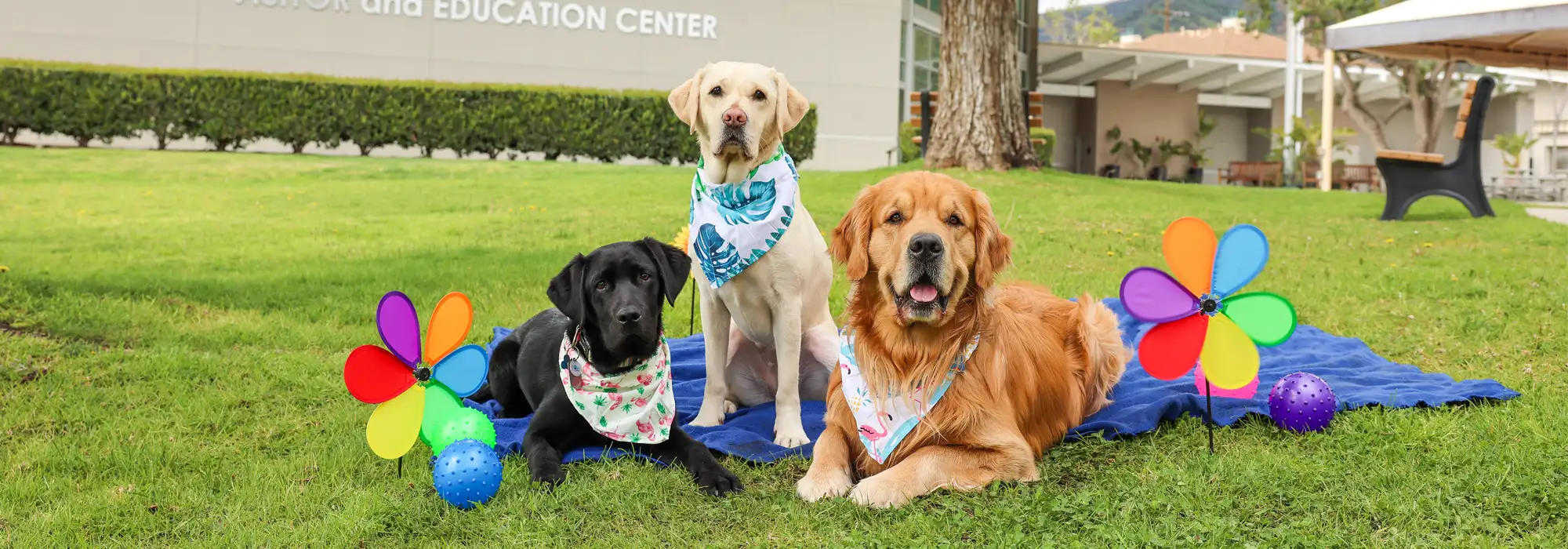 3 dogs, wearing bandanas, blanket, lawn,