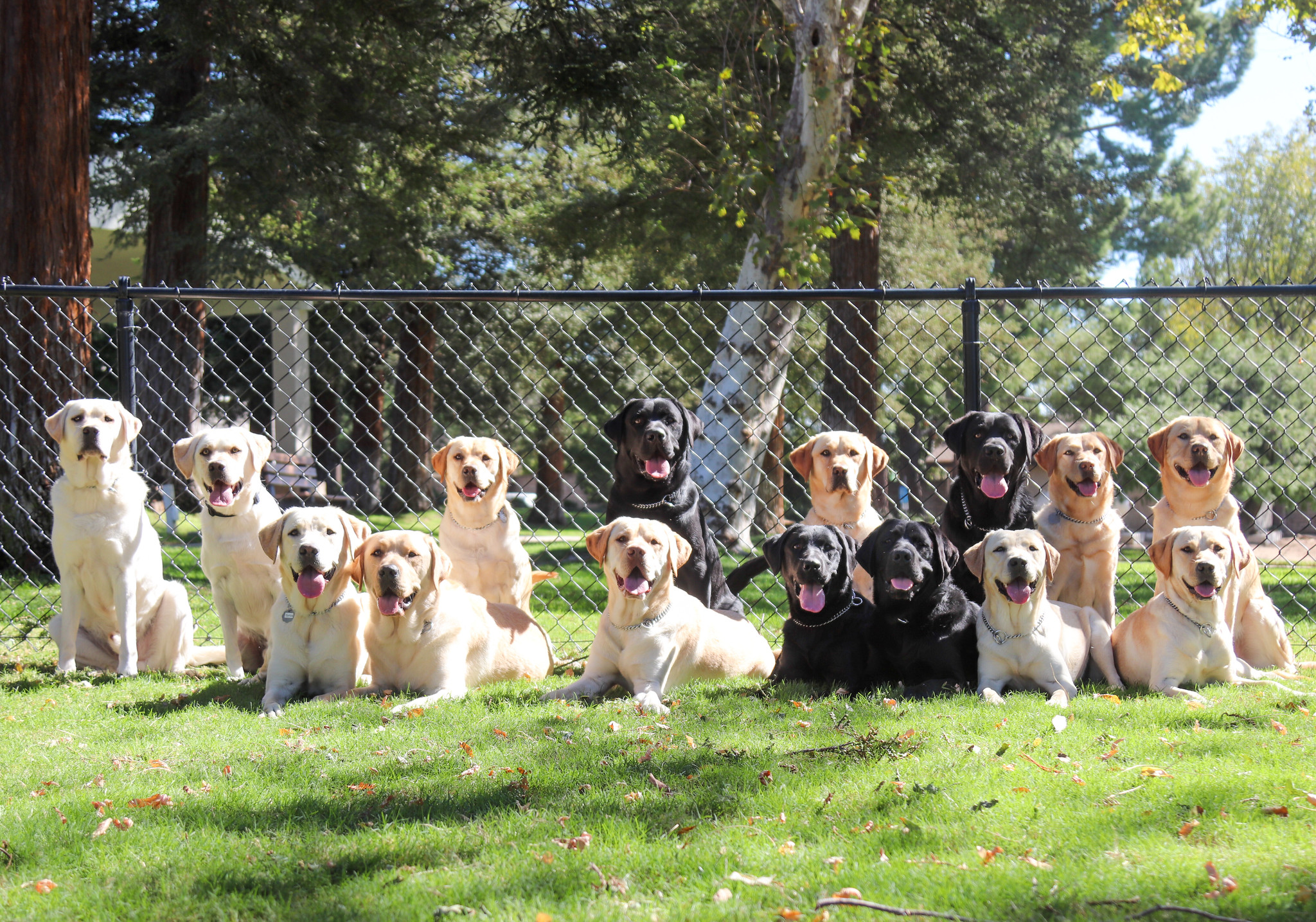 GDA | TLC service dogs in training