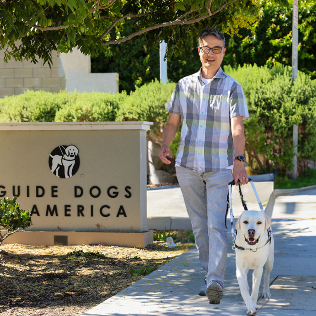 Man walking with guide dog