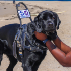 Woman holding her service dog