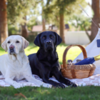 Two labrador dogs lay next to each other over a blanket. There is a white tent behind them.