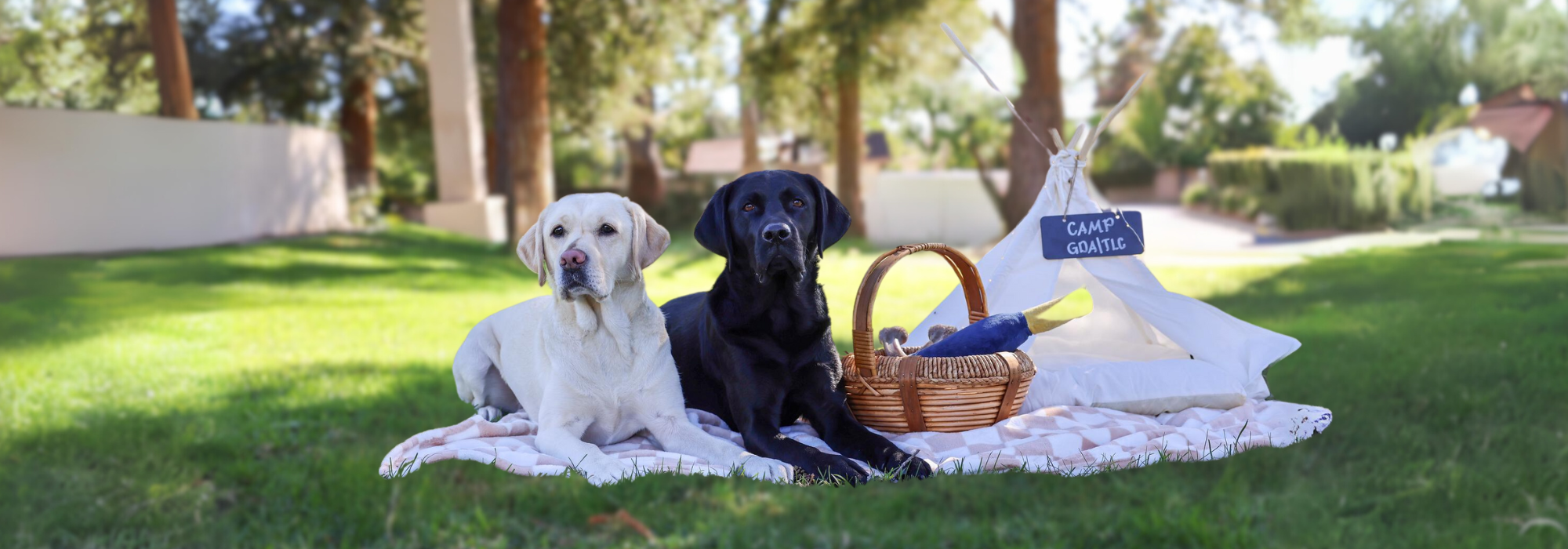 Two labrador dogs lay next to each other over a blanket. There is a white tent behind them.