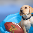 Yellow labrador puppy and football