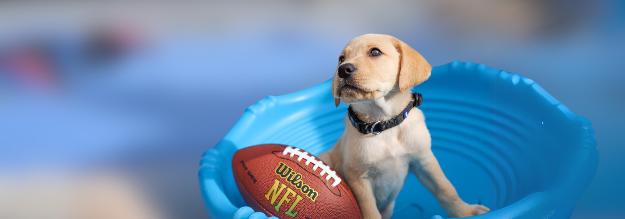 Puppy Bowl 2024 Dogs Pictures Dogs Essa Ofella