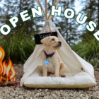 A cute, yellow labrador puppy sits inside of a small, white, tepee-style tent. There is a sign on the tent that reads, "Camp." On the left side of the tent there is a faux campfire with orange and yellow flames. Above the tent, the words, "Open House" are displayed in a semi-circle. The background of the image is a natural outdoor setting with trees and a gravel ground.