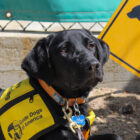 black lab, puppy in training vest, puppy crossing sign