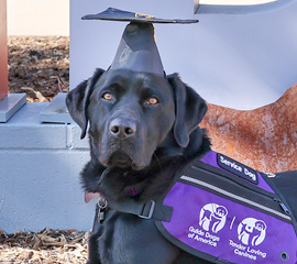 black lab, graduation cap, service dog vest