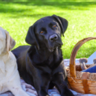 A yellow labrador and black labrador are laying on a picnic blanket.