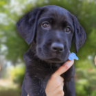 2 Yellow Labrador Puppies and 1 black labrador puppy pose for the camera