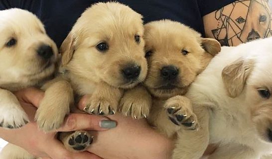 Arm full of puppies