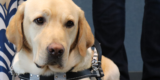 guide dog, Kirby,