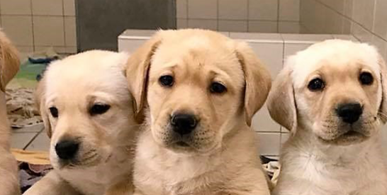 yellow lab