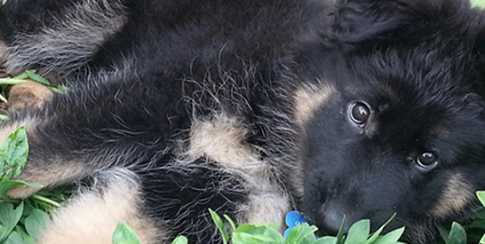 shepherd pup