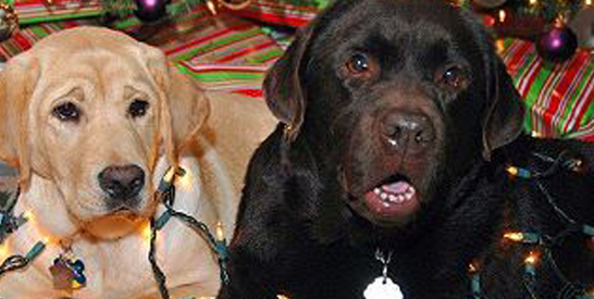 yellow and black holiday labs