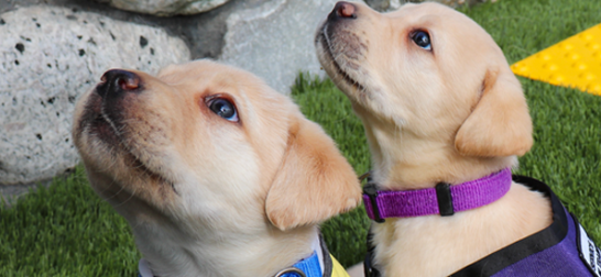 2 lab pups