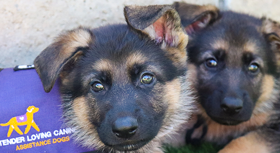 two shepherd pups