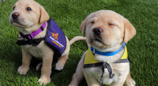 lab puppies