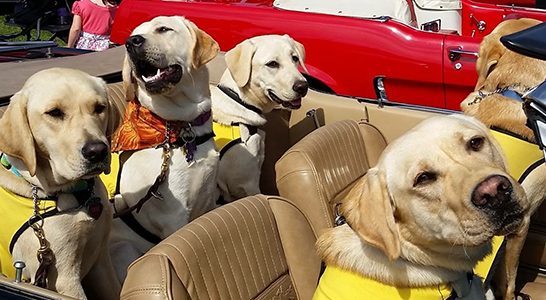 A car full of yellow Labs