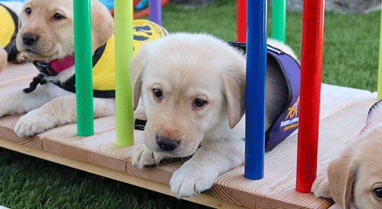 Four yellow Labs lay down on a colorful play bridge