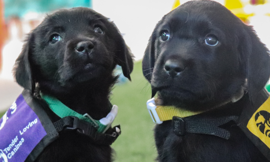 black lab puppies, service vest, guide dogs of america