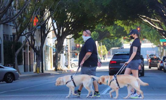 2 people, guide dogs