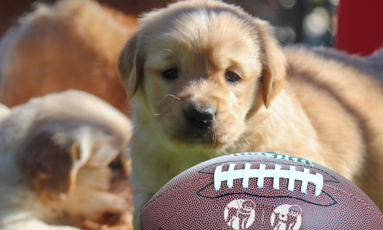 yellow lab, puppy