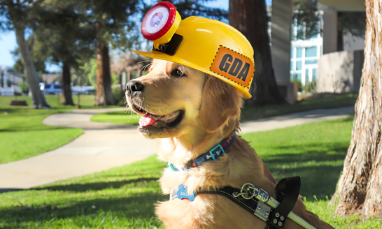 golden puppy, construction hat