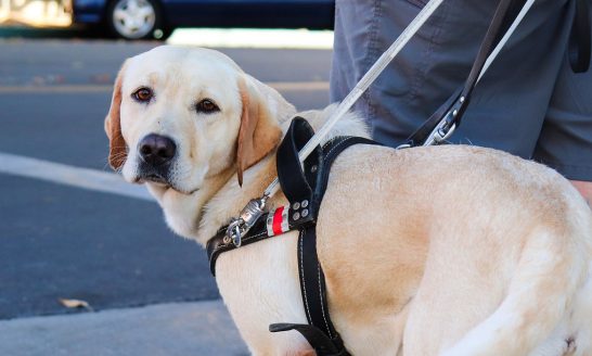 Yellow Lab, Guide Dog