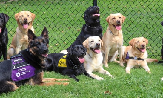 A group photo of dogs in a gated area