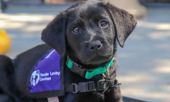 black lab puppy looks at the camera.