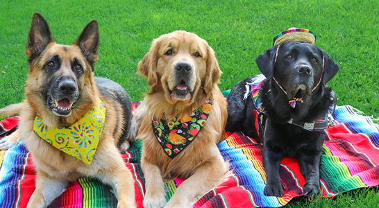 three dogs