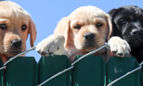 labs, puppies, fence