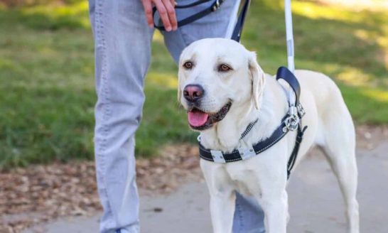 A yellow Lab guide dog stands next to someone