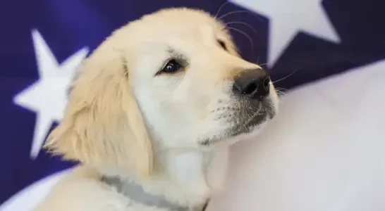 US Flag, golden retriever puppy