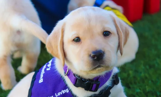 yello lab, puppy, service vest