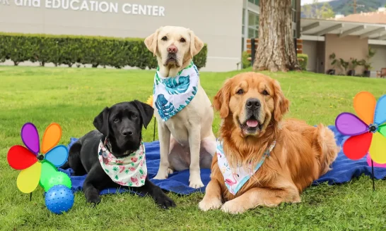 3 dogs, wearing bandanas, blanket, lawn,