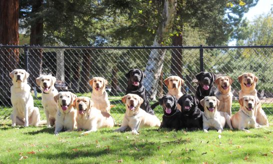 GDA | TLC service dogs in training