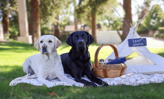 Two labrador dogs lay next to each other over a blanket. There is a white tent behind them.